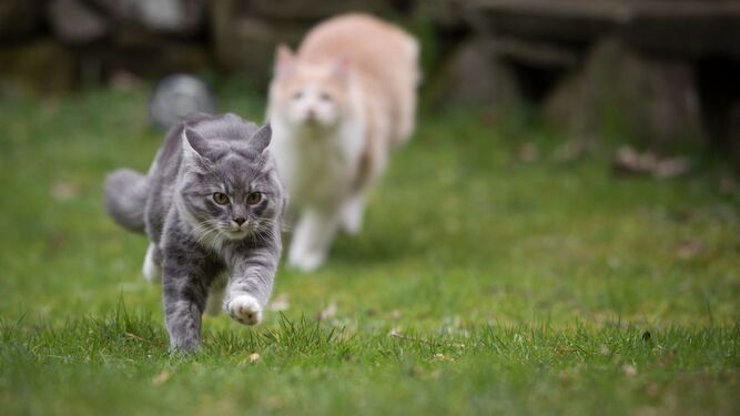 ¿Cómo de rápido puede correr un gato?