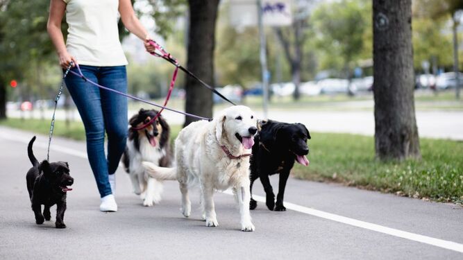 Cómo elegir al paseador de perros más indicado para tu mascota