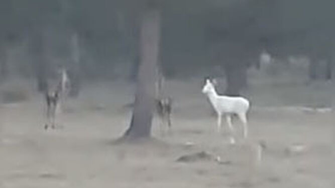Avistan un ciervo albino en Doñana, una rareza del mundo animal