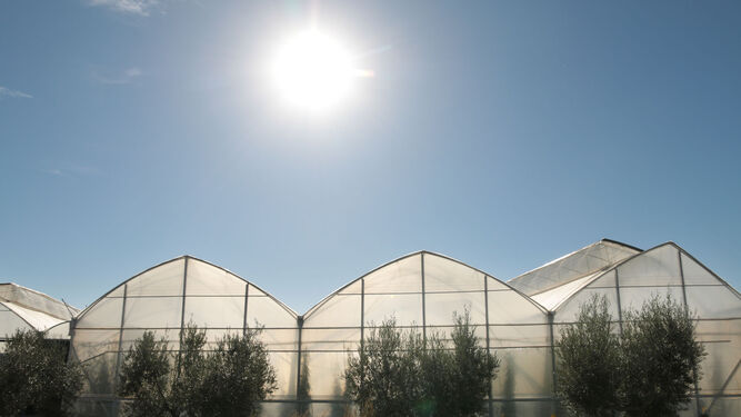 El estudio toma como ejemplo la agricultura de invernadero de Almería.