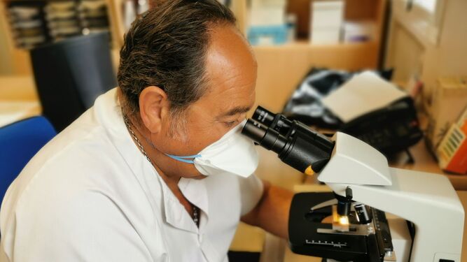 El jefe de la Unidad de Alergia del Área Hospitalaria de Valme, el doctor Orta Cuevas, junto al microscopio estudiando una muestra de polen.