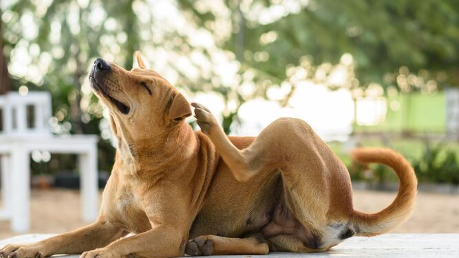 Piel seca en los perros: causas, síntomas y maneras de prevenirla