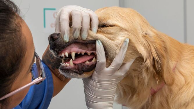 Cómo cuidar correctamente los dientes de tu perro