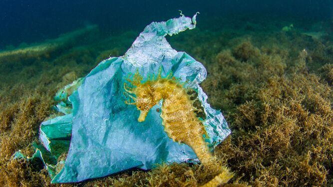 Un caballito de mar junto a una bolsa de plástico.