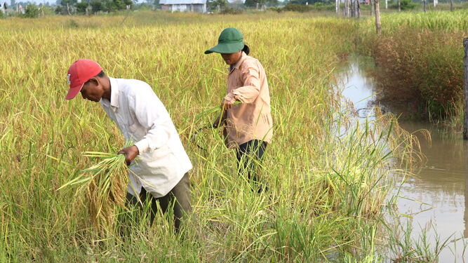 Imagen de campos de cultivo en Camboya,.