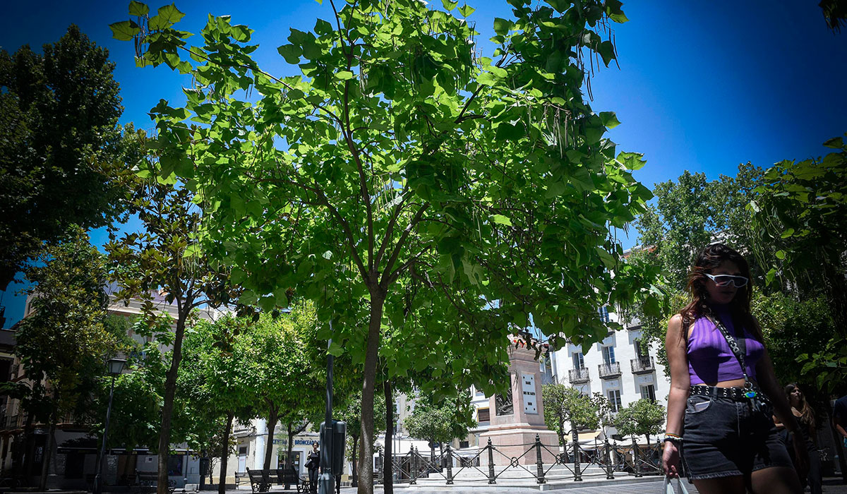 Los árboles de Sevilla más importantes en calles y avenidas