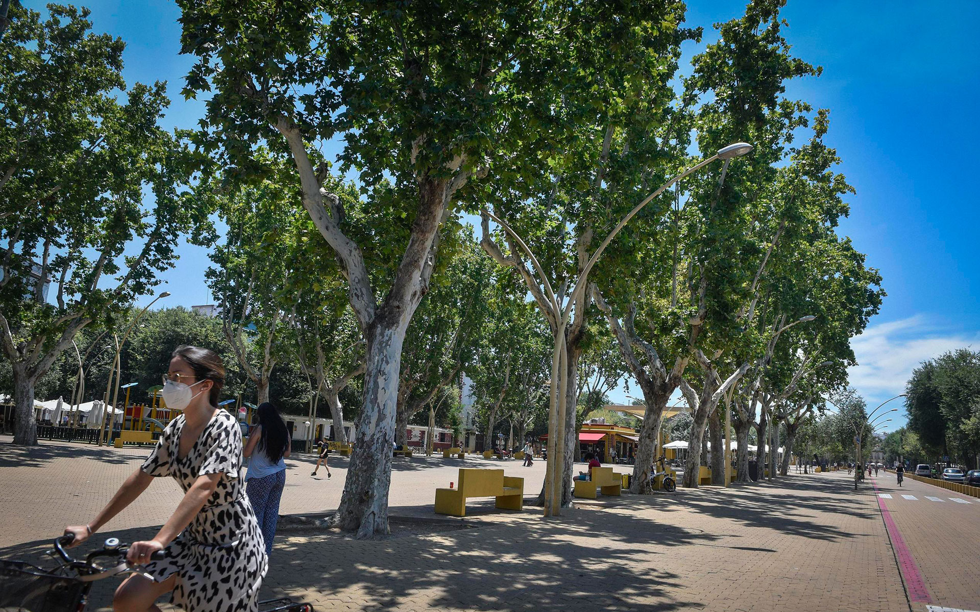 Los árboles de Sevilla más importantes en calles y avenidas